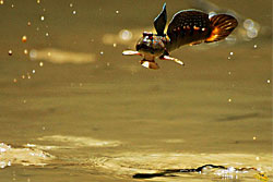 Le périophtalme, un poisson amphibie emblématique des mangroves - John Gray Seacanoe