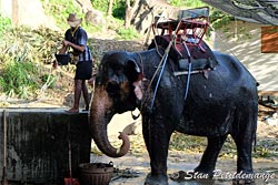 bain éléphant phuket Thailande