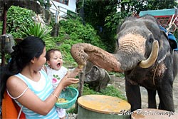 bananes pour elephant phuket Thailande