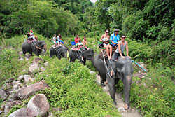 Promenade à dos d'éléphant dans la jungle - Phang Nga