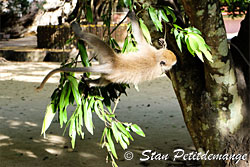 Cabrioles de singe dans les arbres - Suwankuha temple - monkey cave - Phang Nga