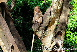 Singe dans les arbres à Suwankuha temple - Monkey cave - Phang Nga