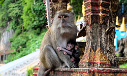 Suwankuha Temple et monkey cave à Phang Nga
